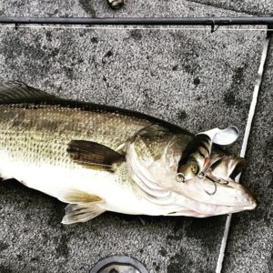 Example of quality Whopper Plopper Fish from Practice